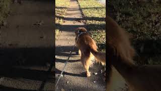 Just a senior golden retriever enjoying his fall walk dog walking goldenretriever [upl. by Pentheam]