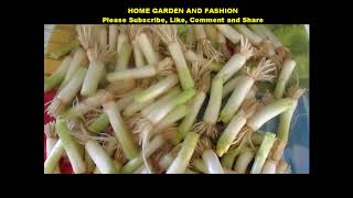 HOW TO GROW SCALLIONS OVER AND OVER AGAINHOME GARDEN AND FASHION [upl. by Notlrac]