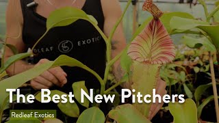 Fresh Nepenthes Pitchers  Mini Greenhouse Tour [upl. by Mall]