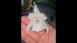 💚 Angraecum magdalenae a species orchid blooming here it took 3 years [upl. by Aikemaj869]