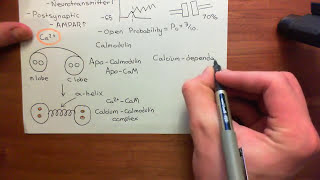 Ionotropic Glutamate Receptors Part 7 [upl. by Fretwell]