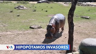 Hipopótamos La especie invasora que genera polémica en Colombia [upl. by Margot]