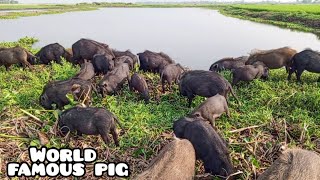 natural animal farmingherdsmans are pig grazing in our wonderful mud naturepeppa pig dikhaiye [upl. by Damek425]