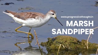 Marsh Sandpiper  Varthur lake Bangalore ProgressiveThoughtbirds MahadevPutraSabyasachi [upl. by Meela]