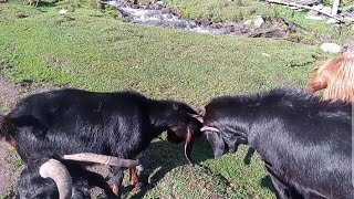 Goat fighting  Goat sound [upl. by Sherilyn910]