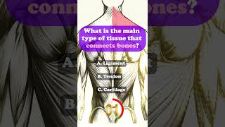 Anatomy healthquiz quiz generalknowledge drtquiz biology healthsciencequiz [upl. by Neysa688]