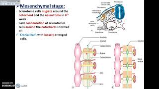 Development of Vertebrae  Dr Ahmed Farid [upl. by Tadio47]