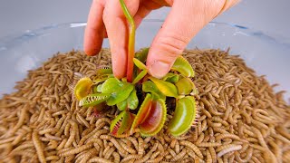 10 000 Mealworms vs VENUS FLYTRAP [upl. by Maryellen804]