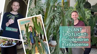 Plant Spotlight  Philodendron atabapoense [upl. by Mahan]