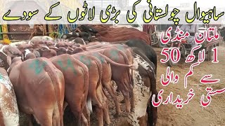 1 Lakh 50 Sy Kum Multan Mandi Sasti laaton Ki Live kharidari Qurbani calves Bulls Bachry Cholistani [upl. by Stoneham795]