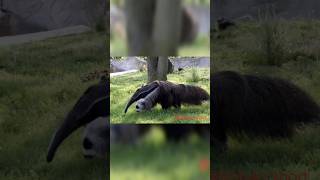 Fact about of Giant anteaterবোকা  দা 😄 বানানো প্রাণী।Rohan shortgiant anteater attack [upl. by Warfield]