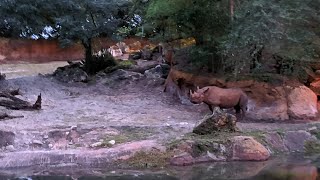 Evening Kilimanjaro Safari at Animal Kingdom [upl. by Faina]