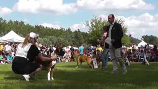 Atibox World Boxer Dog Show 2013 Hungary  Puppy Fawn Females Selections [upl. by Plate866]