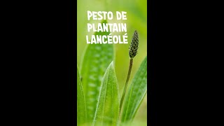 Pesto de plantain lancéolé [upl. by Elleret]