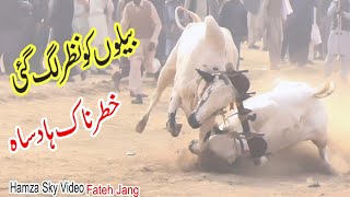 Bull Race Accident [upl. by Thetisa]