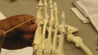 TARSALS 7 METATARSALS 5PHALANGES 5 [upl. by Ewens]