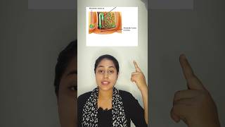 Excretion in Annelida eg Earthworm shorts annelida biologytutorial viral science biology [upl. by Airekahs]