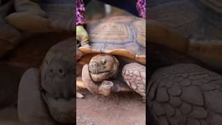 Tortoise 🐢 animals shortsfeed tortoise 4k feedshorts feed feedshort feedback views [upl. by Forlini]