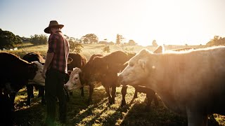 New Zealandbased dairy company Fonterra is selling its Australian operations [upl. by Ahtivak88]