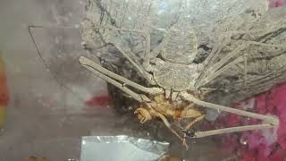 Amblypygi Tailless whip scorpion eating [upl. by Cooperman768]