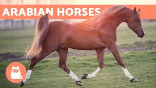 Arabian Horse  Origin Characteristics and Temperament [upl. by Auqinet773]