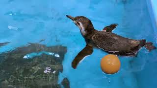 The penguin chicks learn how to swim  Shedd Aquarium [upl. by Eiramanit]