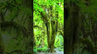 60 Hoh Rainforest Olympic National Park Washington USA [upl. by Ajat]