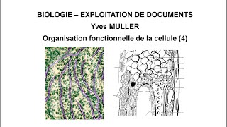 4 Le système endomembranaire  Thème  Organisation fonctionnelle de la cellule [upl. by Llenoil]