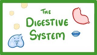 GCSE Biology  Digestive System 18 [upl. by Elmaleh914]