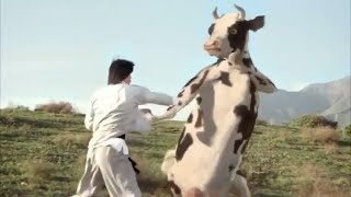 polish cow fight meme [upl. by Ackley]