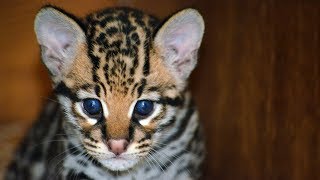 Ocelot Kitten Explores for the First Time [upl. by Nnylyam]