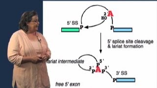 Splicing Mechanism  Melissa Moore U MassHHMI [upl. by Lyudmila565]