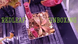 Redleaf Exotics Unboxing [upl. by Tobit]