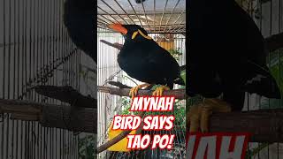 Mynah bird says Tao po mynah birds birdtalk amazing birdlovers birdlover [upl. by Tilden718]