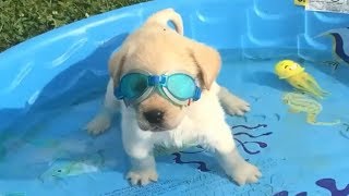 Retrievers Make It Better  Funny Puppy Videos 2018 [upl. by Pentheas937]