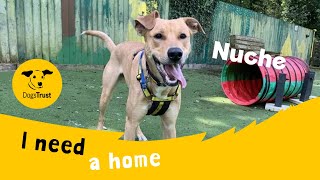 Nuche the lovely Lurcher  Dogs Trust Ilfracombe [upl. by Ramin]