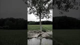 nature شمال rain travel naturebeautiful trees trend [upl. by Suoilenroc]