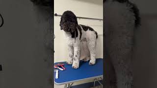 Giant parti poodle groomer grooming cute poodle [upl. by Keele]