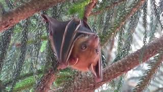 ShortNosed Fruit Bat [upl. by Anitsugua]