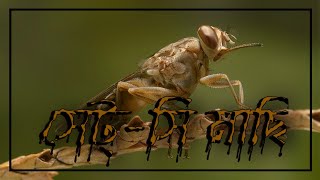 Tsetse Fly II Sleeping Sickness II Trypanosomiasis [upl. by Airdnaxela]