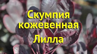 Скумпия кожевенная Лилла Краткий обзор описание характеристик cotinus coggygria Lilla [upl. by Laden587]