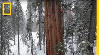 Magnificent Giant Tree Sequoia in a Snowstorm  National Geographic [upl. by Hewes]