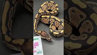 New Lace Ball Python Pickups shorts shortsfeed shortvideo fyp [upl. by Anitsuga]