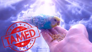 Taming Wild Budgies From the Pet Store [upl. by Lupe682]