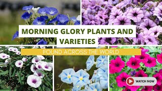 Best Morning Glory Plants and Varieties Found Across the World [upl. by Rhoades709]