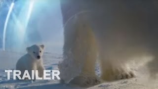 Die Eisbären  Aug In Aug Mit Den Eisbären  Doku  Trailer deutsch [upl. by Ball]