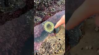 Beware of the Sea Anemones Sneaky Surprise [upl. by Town]