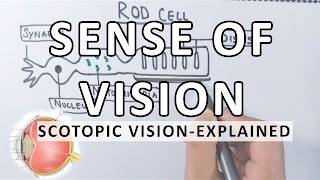 Sense Of Vision  Scotopic Vision Detailed  Photoreceptor Cells [upl. by Evod]