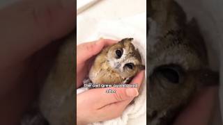 The baby owl found during a dog walk animals love shorts [upl. by Ahaelam]