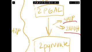 Glycolysis AP BIOLOGY [upl. by Yanrahc]